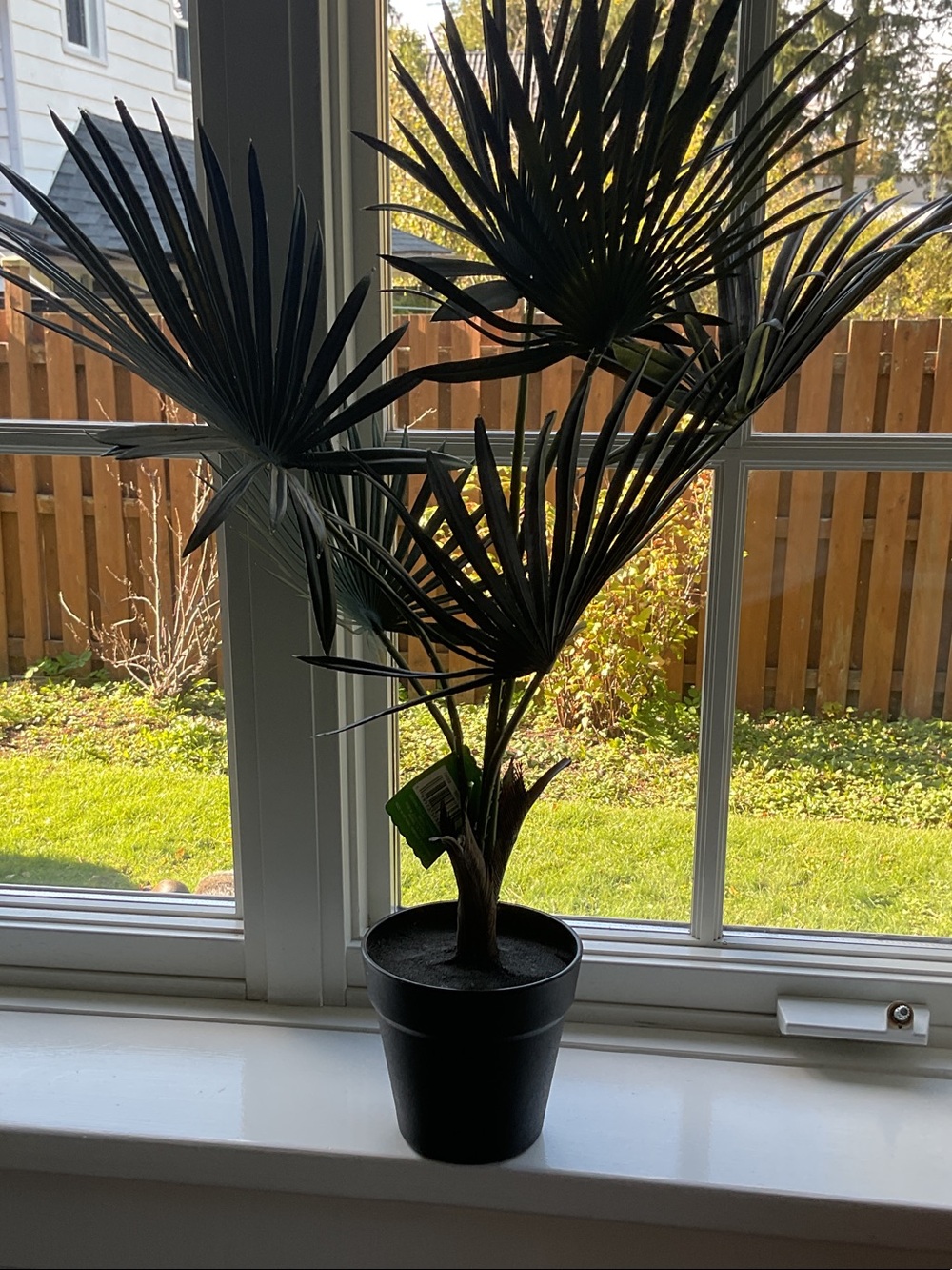 Ashland tall Faux Fan Palm in Black Pot. NWT